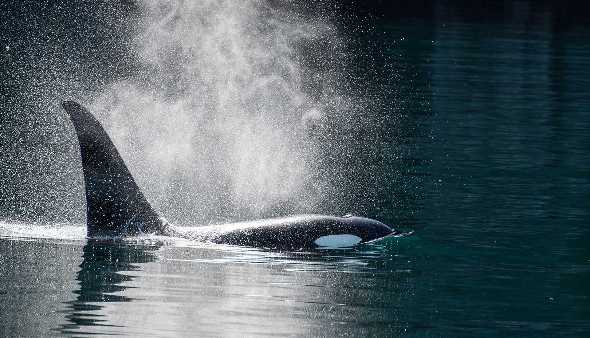 Orca - Oceans and Forests