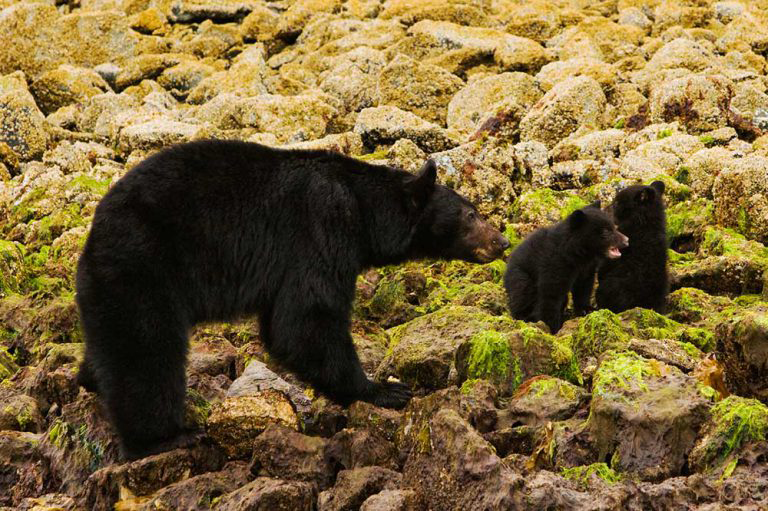 Black bears