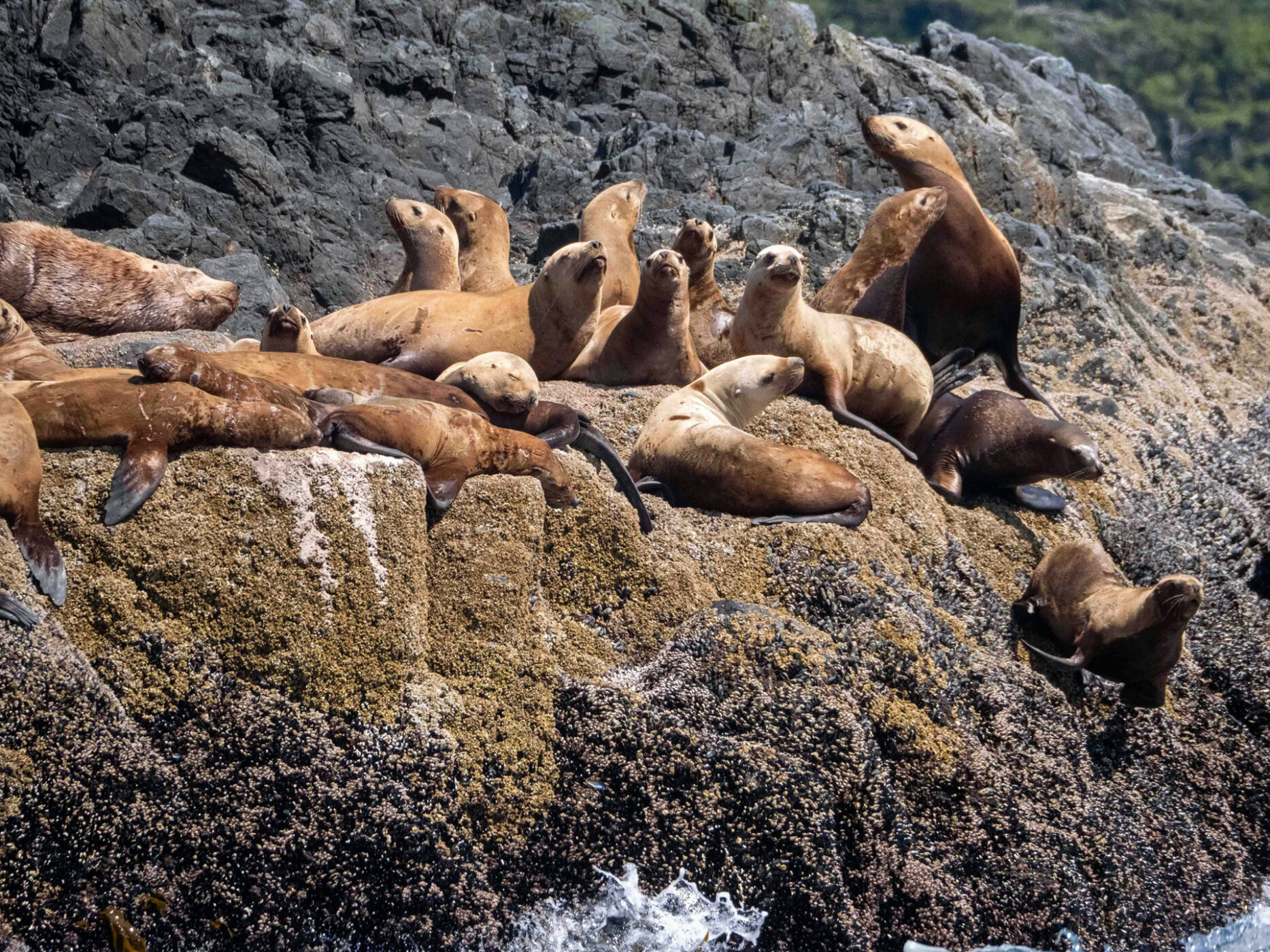 Sea Lions on rocks